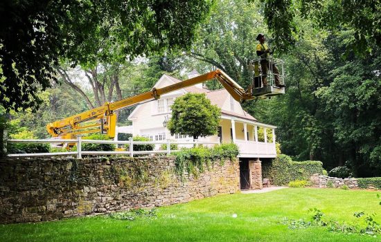 tree-services8